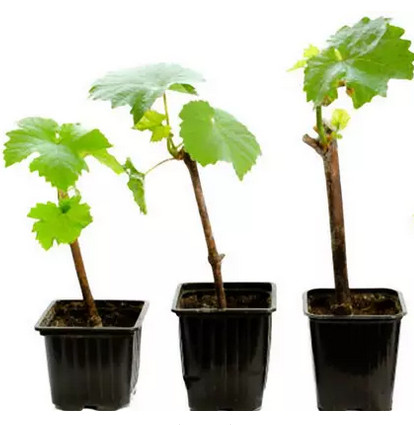 чубуки винограду +380503781456