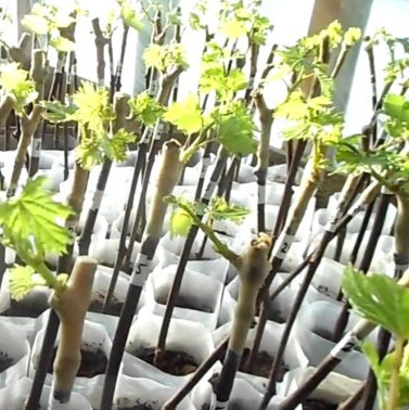 чубуки винограду +380503781456