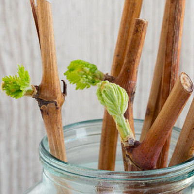 чубуки винограду +380503781456