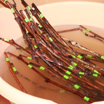 чубуки винограду +380503781456