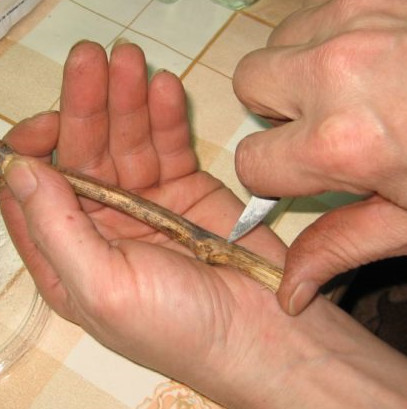 чубуки винограду +380503781456